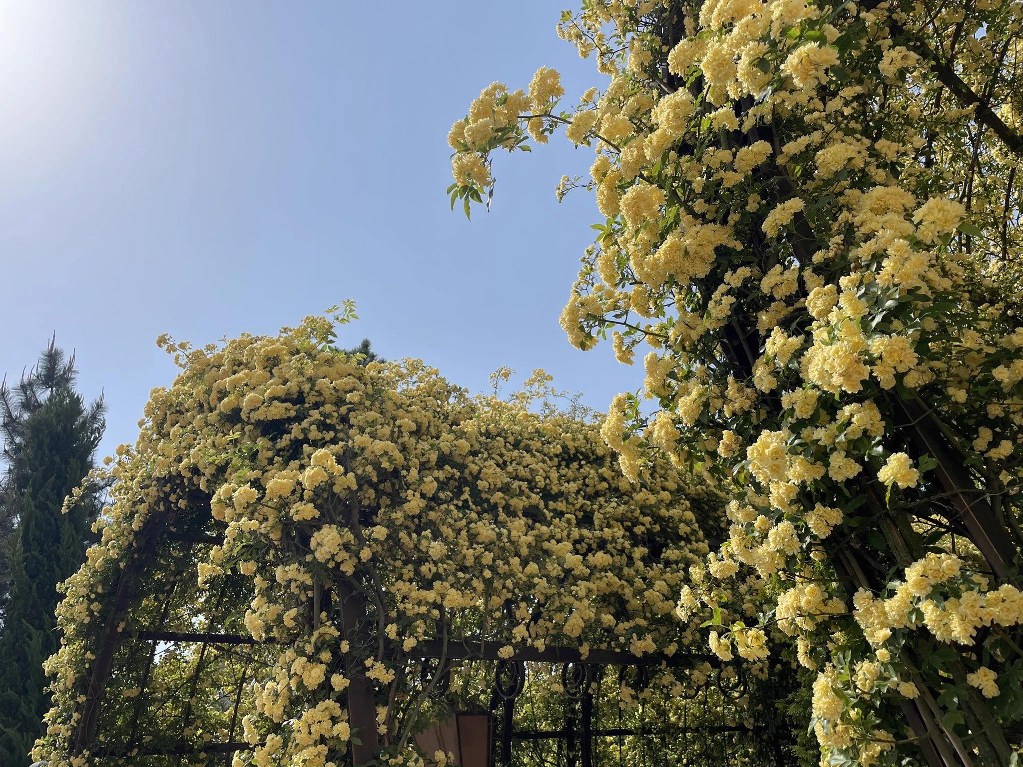 @negot0 ディズニーシーにも同じものが綺麗に咲いてますよ 