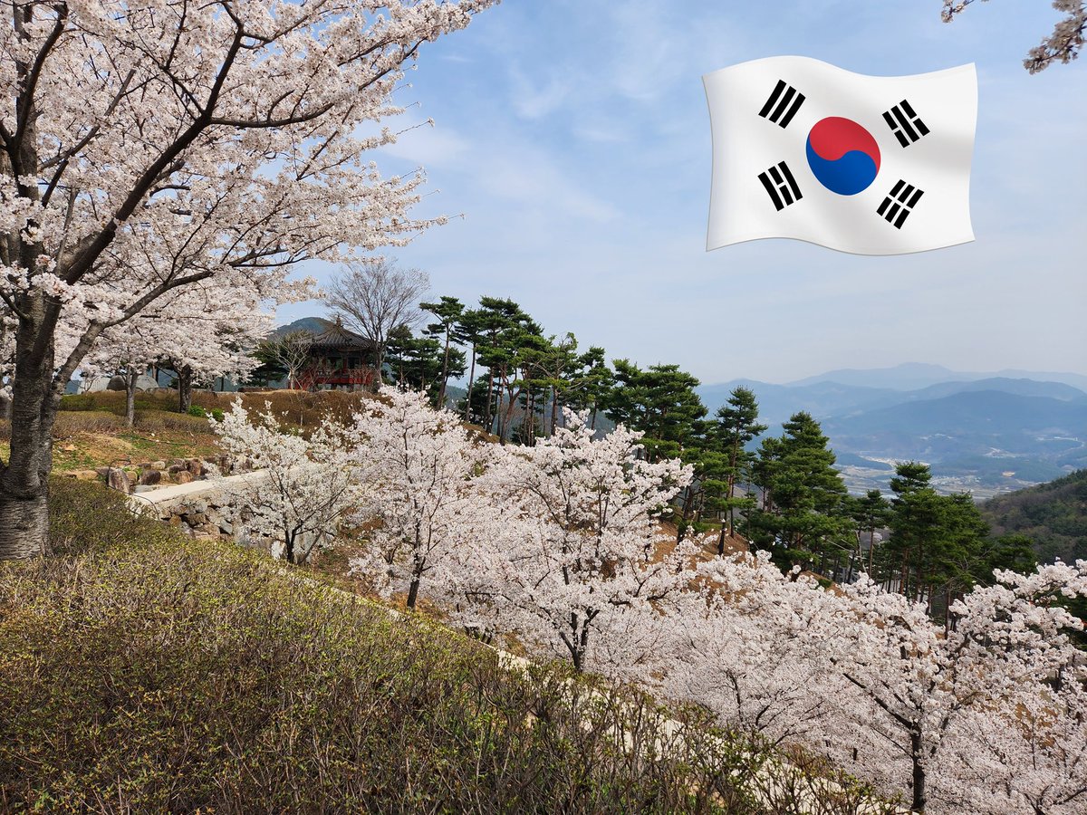 keikosuperhuman's tweet photo. 今年は韓国と日本の「サクラ」を見ました。どちらもキレイですね✨ https://t.co/ZQ1O7SozDI