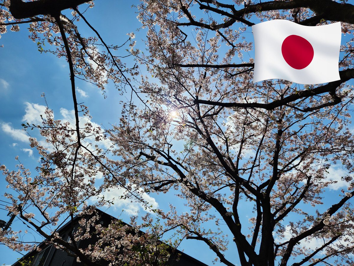 keikosuperhuman's tweet photo. 今年は韓国と日本の「サクラ」を見ました。どちらもキレイですね✨ https://t.co/ZQ1O7SozDI