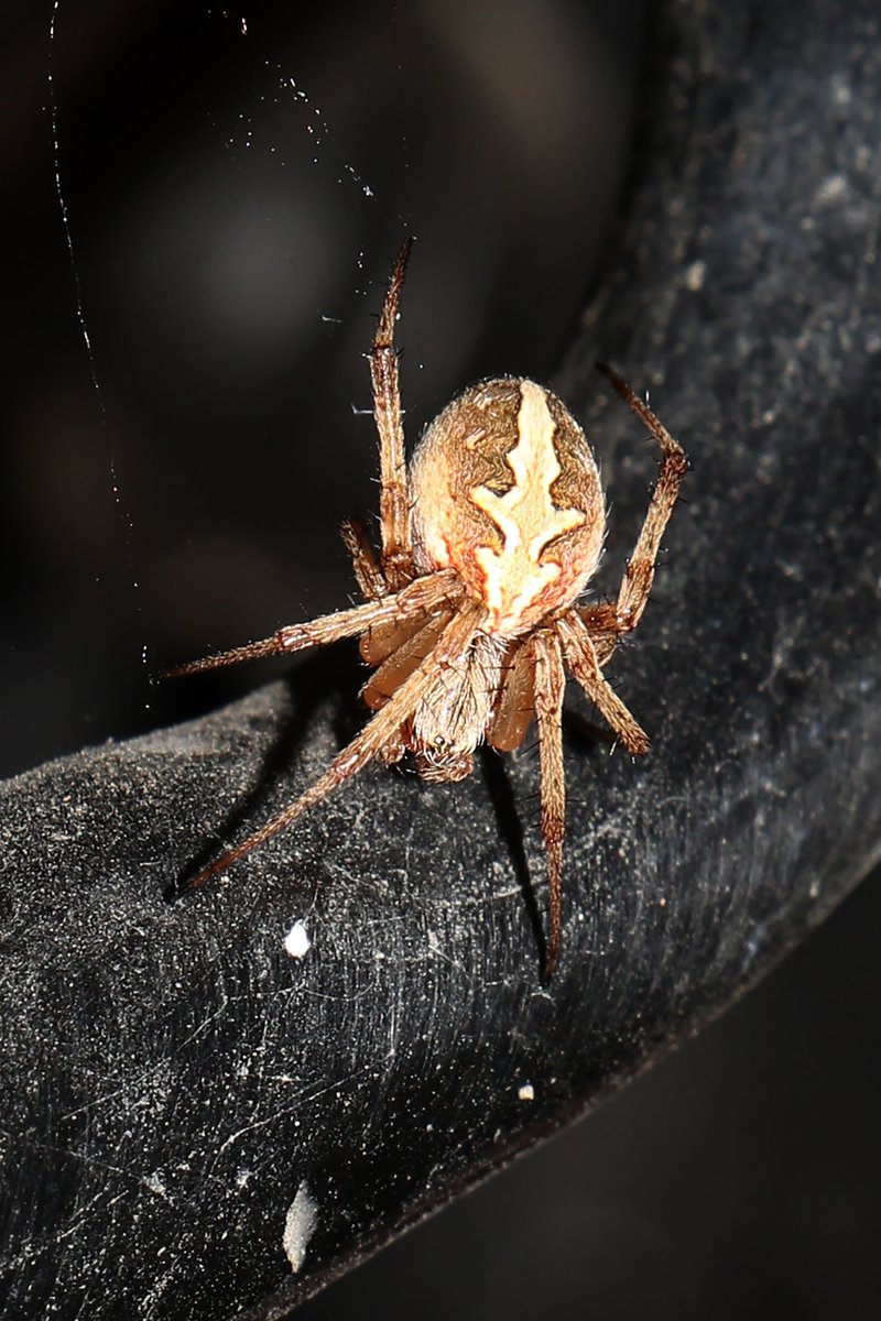 A spider just came to me and said cheese XD <a href="/SpiderMan/">Spider-Man</a> <a href="/DPhotographer/">Digital Photographer Magazine</a> <a href="/90photonews/">PhotographyNews</a> <a href="/FoxNews/">Fox News</a> <a href="/AnimalPlanet/">Animal Planet</a>