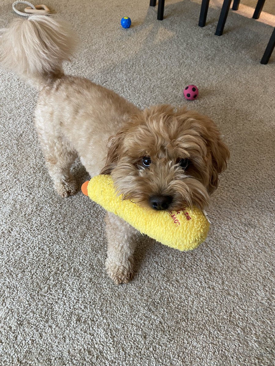 pochidoodle's tweet photo. エビフライくれる犬 https://t.co/nnMRb9pnYN