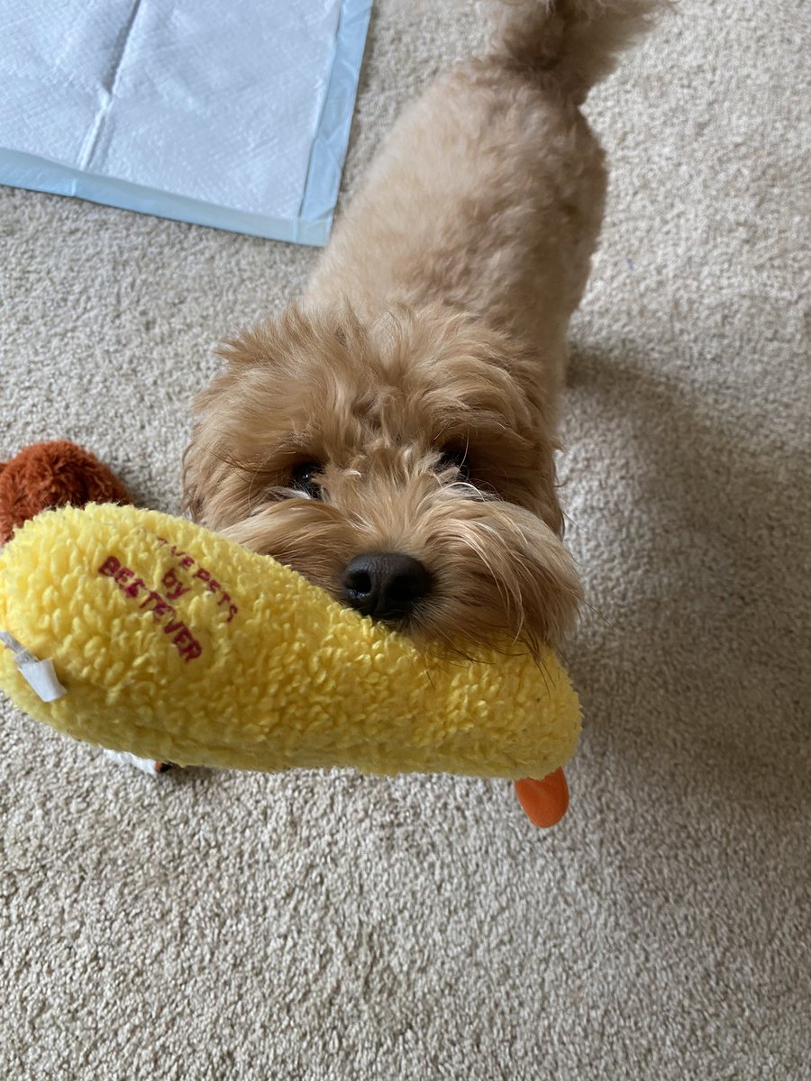 pochidoodle's tweet photo. エビフライくれる犬 https://t.co/nnMRb9pnYN