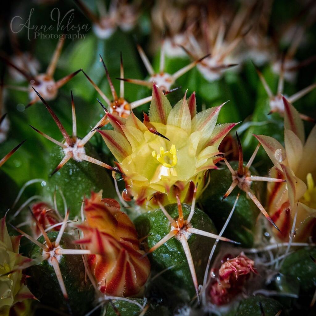 AnneVelosa's tweet photo. A few flowers on one of the cacti in the yard. These ones are so tiny.
.
.
.

#thankful 
#flowers  #flower #flowersofinstagram #flowerstagram #allkindsofflowers
 #flowerphotography #flowerphoto
#plants #plantphoto #allkindsofplants  #cactus #cactusflowers #all_beauty_flowers… https://t.co/pPocdf7VZi