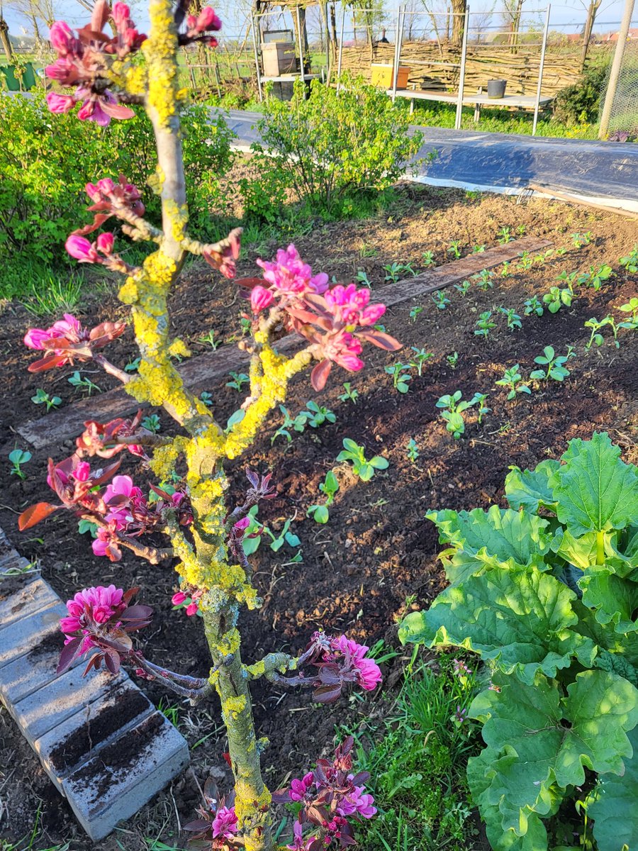 JlpvanRhee's tweet photo. Langzaam komt er #kleur in #moestuinmaesfeld #Baarlo #Limburg https://t.co/zFIp0lr9FG
