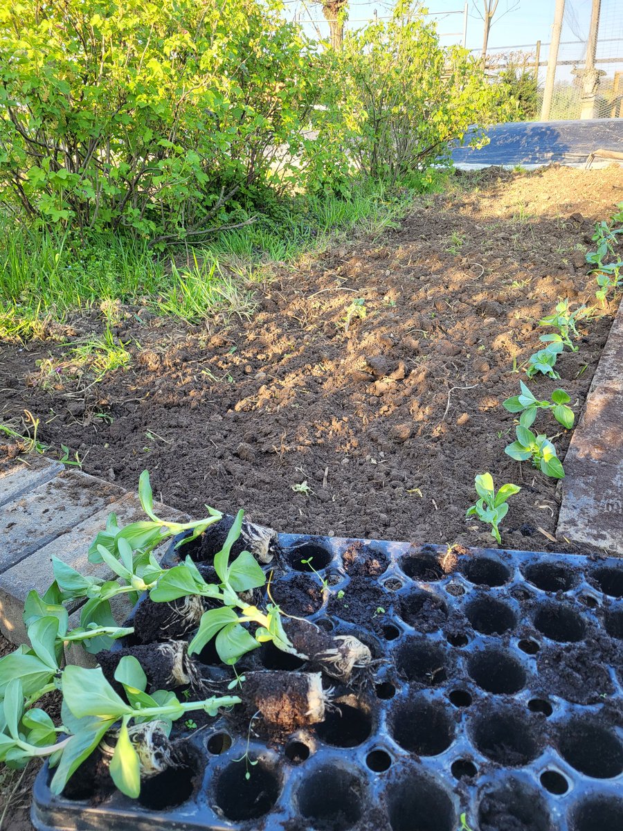 JlpvanRhee's tweet photo. Langzaam komt er #kleur in #moestuinmaesfeld #Baarlo #Limburg https://t.co/zFIp0lr9FG