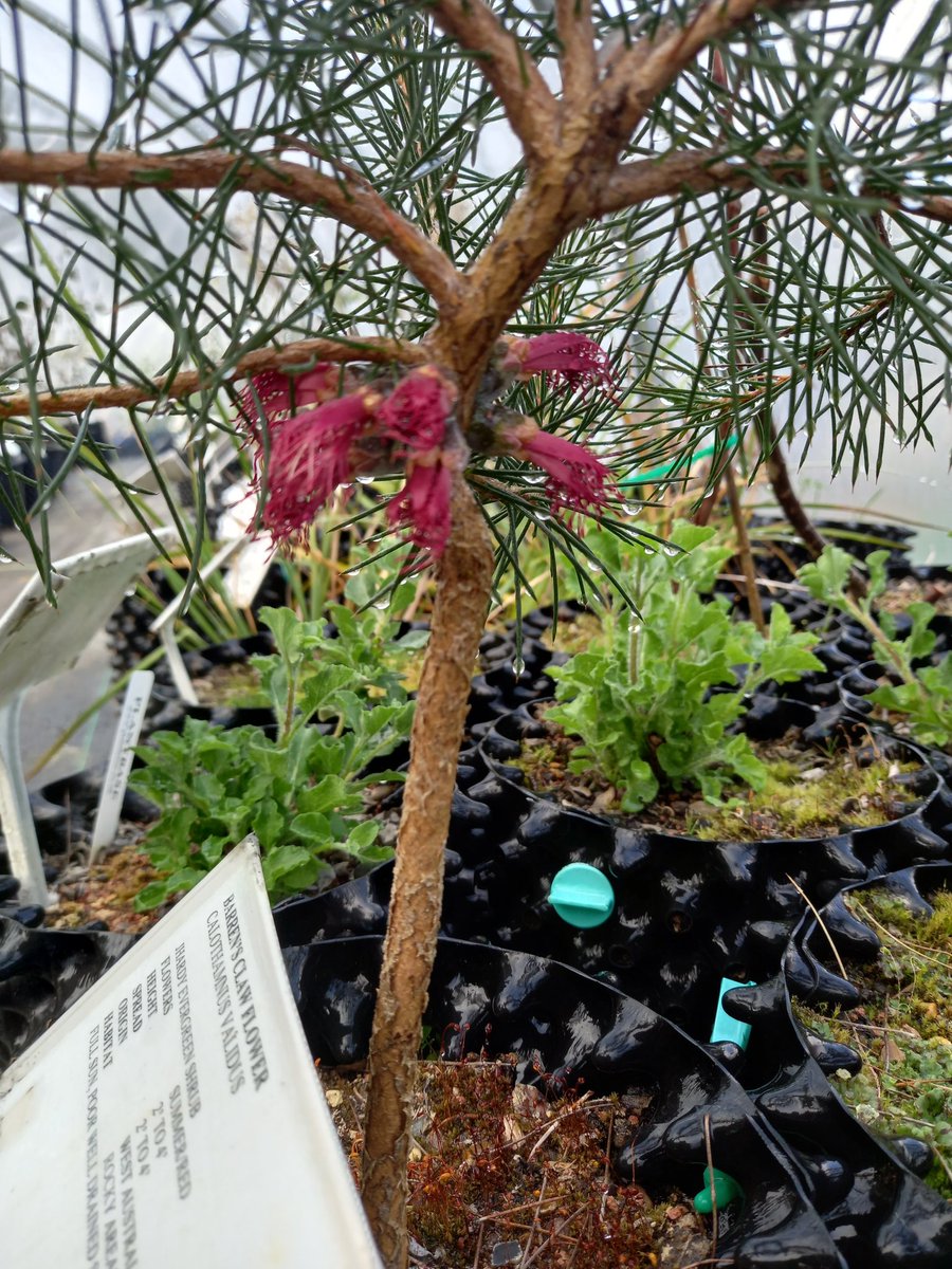 Plantbaseuk's tweet photo. #calothamnus validus, one of winters survivors. https://t.co/1AioKnHRYZ