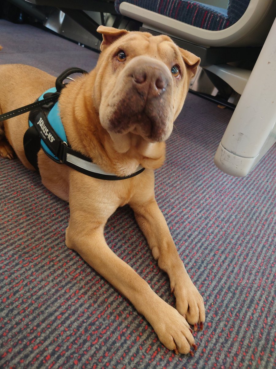 Prune_Dogg's tweet photo. Guess who is eight today https://t.co/8fIKUN1nIc