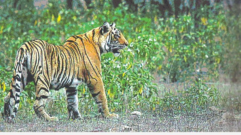 Indu Gunasekar ~ இந்து குணசேகர் (@indusaaral) on Twitter photo 📍புலிகளின் பெயரால் பந்தாடப்படும் பழங்குடிகள்!
எவ்விதப் பணிப் பாதுகாப்புமின்றித் தற்காலிகத் தொகுப்பு ஊதியத்தில் வேட்டைத் தடுப்புக் காவலர்களாகவே பழங்குடிகள் பணியமர்த்தப்படுகிறார்கள்.
கட்டுரையாளர்:  அ.சங்கர் பிரகாஷ்
hindutamil.in/news/opinion/c… 📍புலிகளின் பெயரால் பந்தாடப்படும் பழங்குடிகள்!
எவ்விதப் பணிப் பாதுகாப்புமின்றித் தற்காலிகத் தொகுப்பு ஊதியத்தில் வேட்டைத் தடுப்புக் காவலர்களாகவே பழங்குடிகள் பணியமர்த்தப்படுகிறார்கள்.
கட்டுரையாளர்:  அ.சங்கர் பிரகாஷ்
hindutamil.in/news/opinion/c…