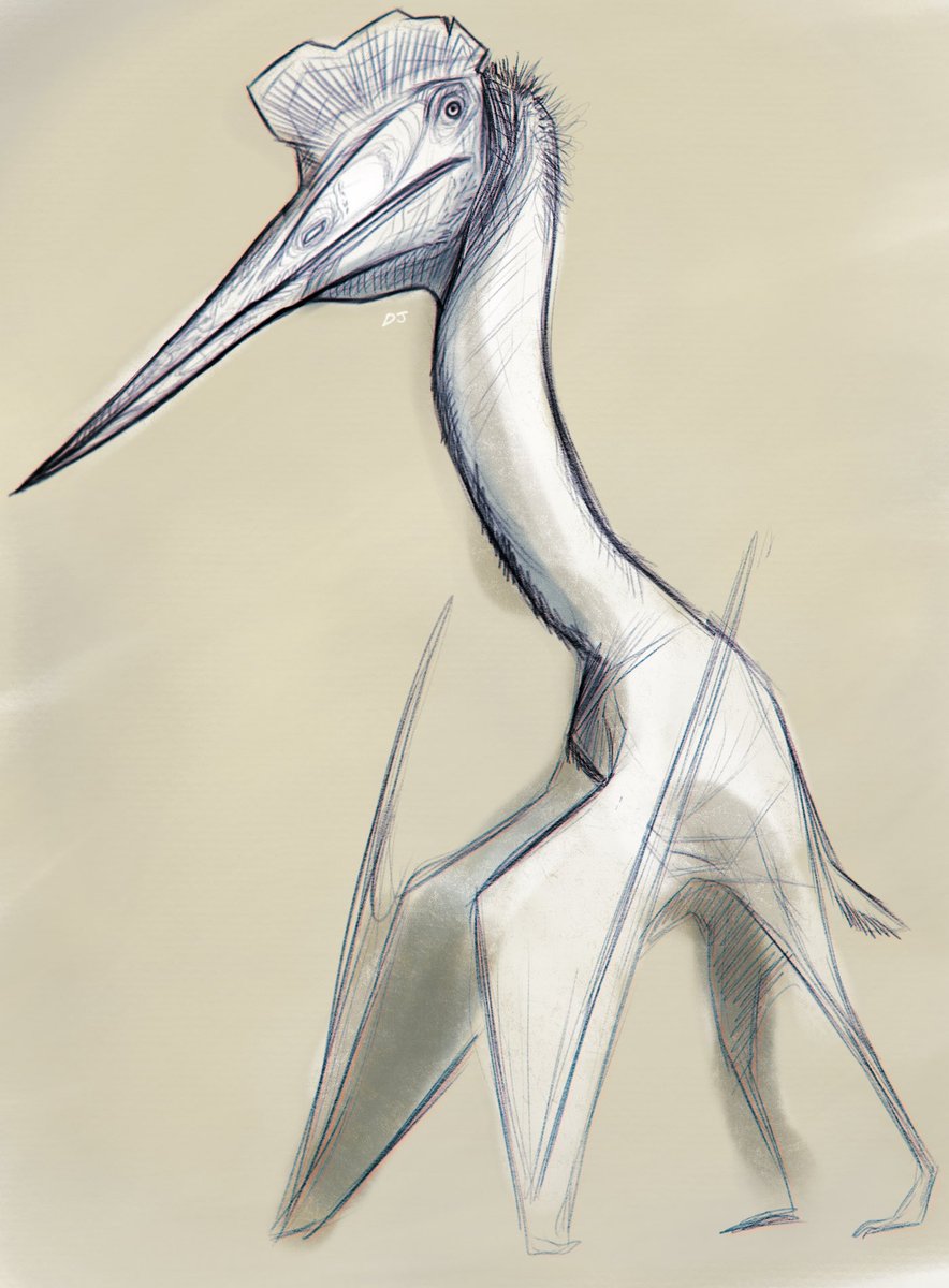 DinoDJ14's tweet photo. All the Azhdarchid goodness coming in Prehistoric Planet season 2 has me wanting to sketch these harbingers of death on stilts again https://t.co/nQL8WZqdFv