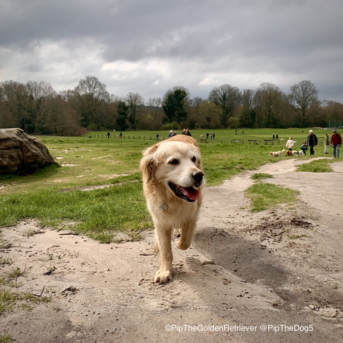 🪨🐶🌳

Walkies.

#GoldenRetrievers 🐕😀🐾 #dogsoftwitter