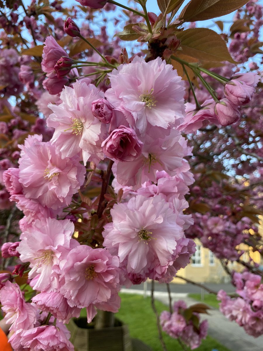 ParkEndsleigh's tweet photo. Book your spring stay at @ParkEndsleigh today #BlossomWatch #hotel #hull https://t.co/eziM1MFHZ0