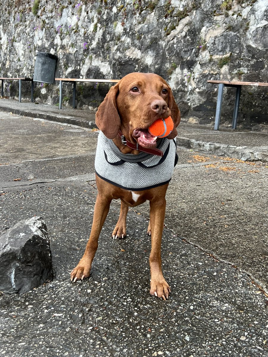 azuydervelt's tweet photo. Itโs Dudley dogs birthday today! Heโd love a happy birthday from his fellow four and two legged friends #itsmybirthday #7today https://t.co/dyBxrXzqgn