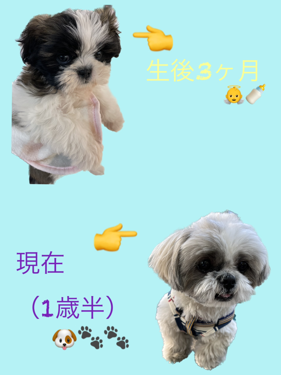 petsvillage_k's tweet photo. 本日、4月19日は『飼育の日』
我が愛犬の成長をちょこっとだけ公開🫣

子犬から成犬になるまではあっという間ですね🤔💭

今でも日々成長を感じることが出来て主はとても嬉しいです☺️

成長に合わせたフードやおもちゃなどいろいろ揃ってるので是非チェックしてみて！！
https://t.co/zwmgCIVNJl https://t.co/KSGMo773VK
