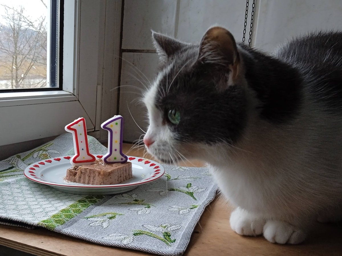 KleineLoewin66's tweet photo. It's my birthday and now I'm 11 years old. And it's my #gotchaday too. Special start: I hissed at Mama and the cake but I made her a lovely hairball. Purrs and hisses from Zahira. ❤️#Catsoftwitter https://t.co/h2YL5Znk8e