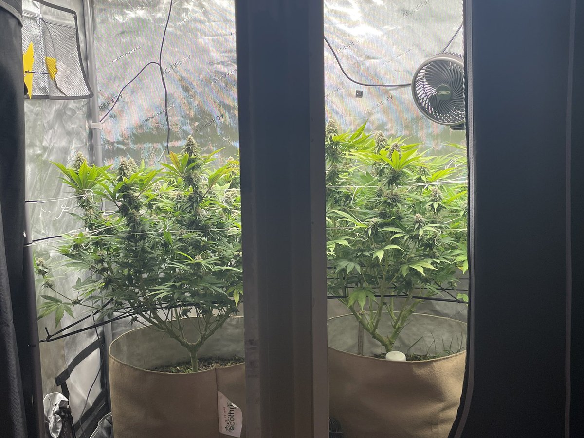 AvantGrow's tweet photo. Pineapple Chunk 🍍🍃 WEEK F6 🌺 looks like this strain is a strong one. Big buds and nicely stacked colas, with no compromising on the trichomes. So proud of this one! 🌳 #growyourown #Mmemberville #CannabisCommunity #cannabiscultivation #cannabisgrower #CANNATION #420daily https://t.co/IhDNPlxHOV