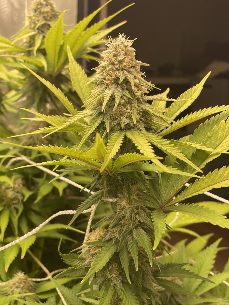 AvantGrow's tweet photo. Pineapple Chunk 🍍🍃 WEEK F6 🌺 looks like this strain is a strong one. Big buds and nicely stacked colas, with no compromising on the trichomes. So proud of this one! 🌳 #growyourown #Mmemberville #CannabisCommunity #cannabiscultivation #cannabisgrower #CANNATION #420daily https://t.co/IhDNPlxHOV