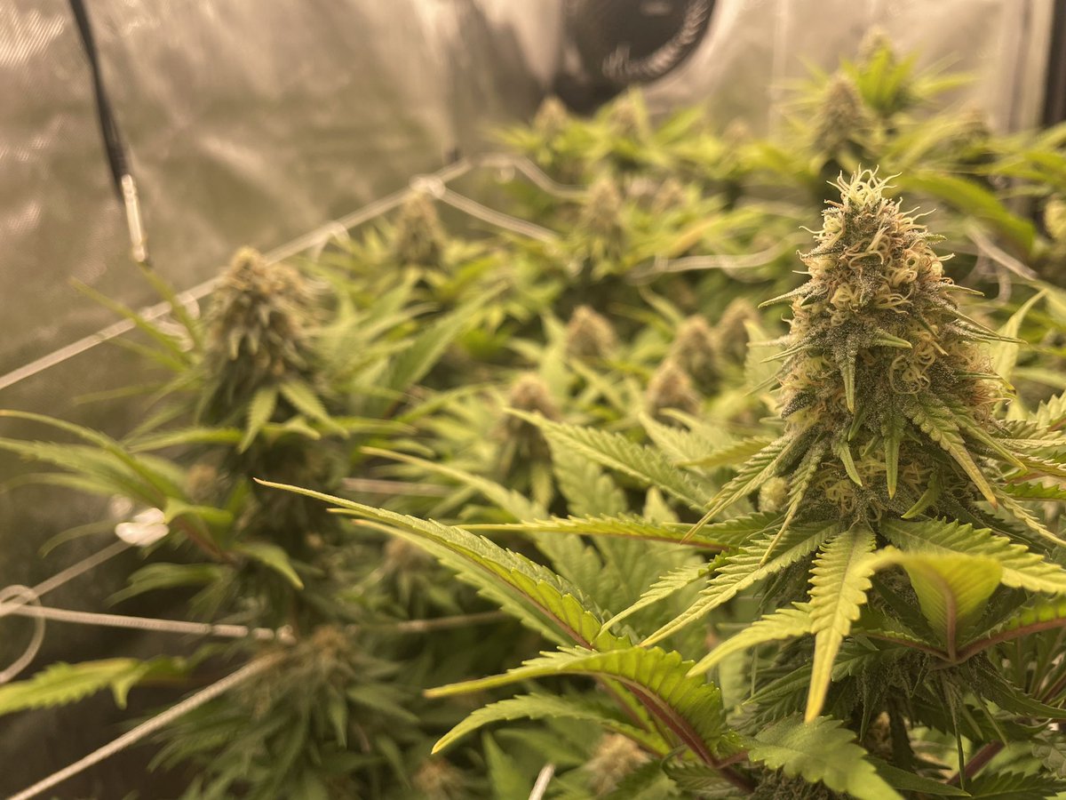 AvantGrow's tweet photo. Pineapple Chunk 🍍🍃 WEEK F6 🌺 looks like this strain is a strong one. Big buds and nicely stacked colas, with no compromising on the trichomes. So proud of this one! 🌳 #growyourown #Mmemberville #CannabisCommunity #cannabiscultivation #cannabisgrower #CANNATION #420daily https://t.co/IhDNPlxHOV