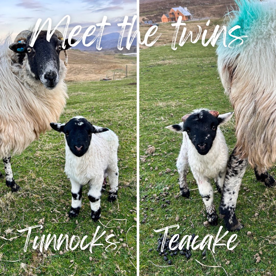 Stacey Macdonald tweet media