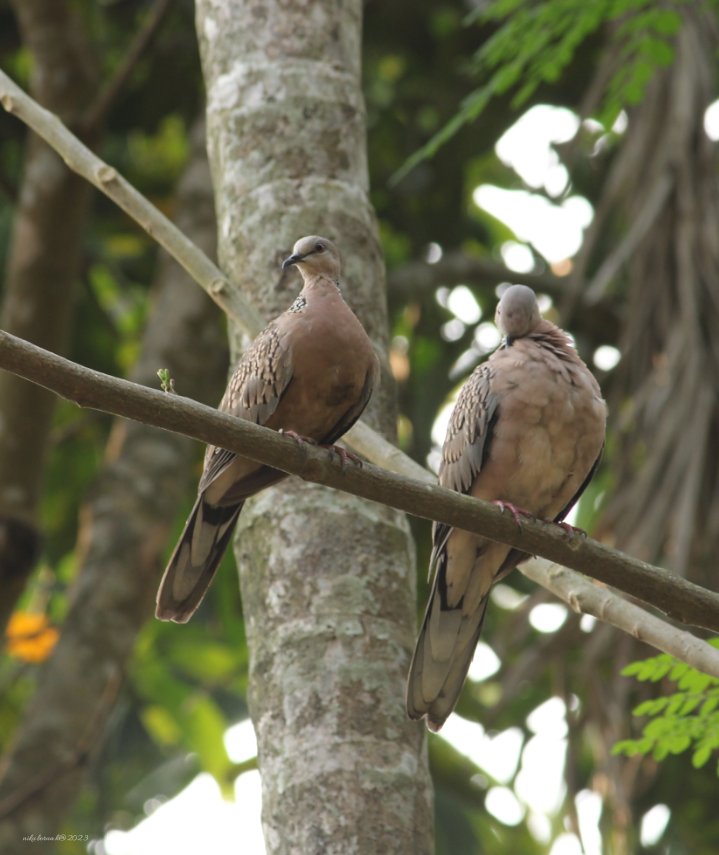 A peaceful bird's
Spotted Dove 🕊️
কপৌ চৰাই,,,
#beautiful couple,,,,,🕊️