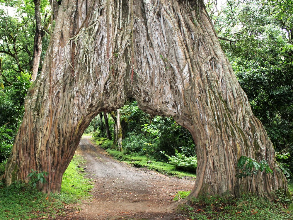 NatureinSpirit3's tweet photo. Arusha National Park Day trip is one of the best experiences one should not miss! It is a small park with a variety of landforms, including craters, swamps, mountains, waterfalls, lakes, and rainforests. 

#tanzania #safari #tarangire #africa #travel #wildlife https://t.co/ZB9n5M5B0M