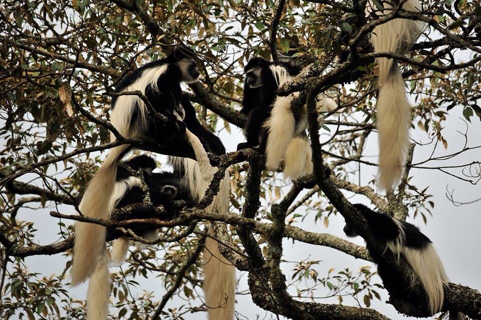 NatureinSpirit3's tweet photo. Arusha National Park Day trip is one of the best experiences one should not miss! It is a small park with a variety of landforms, including craters, swamps, mountains, waterfalls, lakes, and rainforests. 

#tanzania #safari #tarangire #africa #travel #wildlife https://t.co/ZB9n5M5B0M