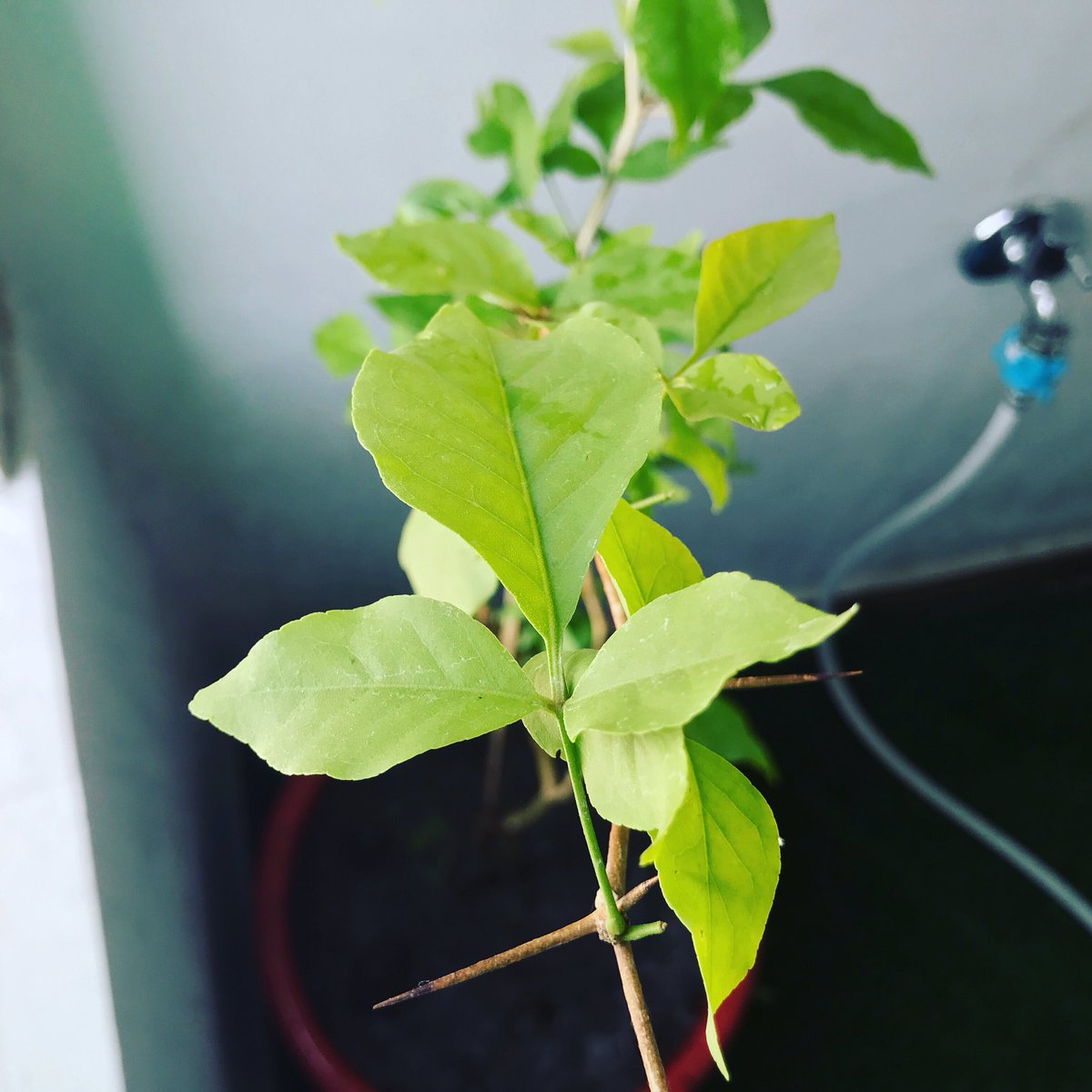 vlog_hacker's tweet photo. Guess the name of this plant 🪴
Har Har Mahadev 🙏
#hackervlogarmy #mahadev #shiv https://t.co/krgE6xKliN
