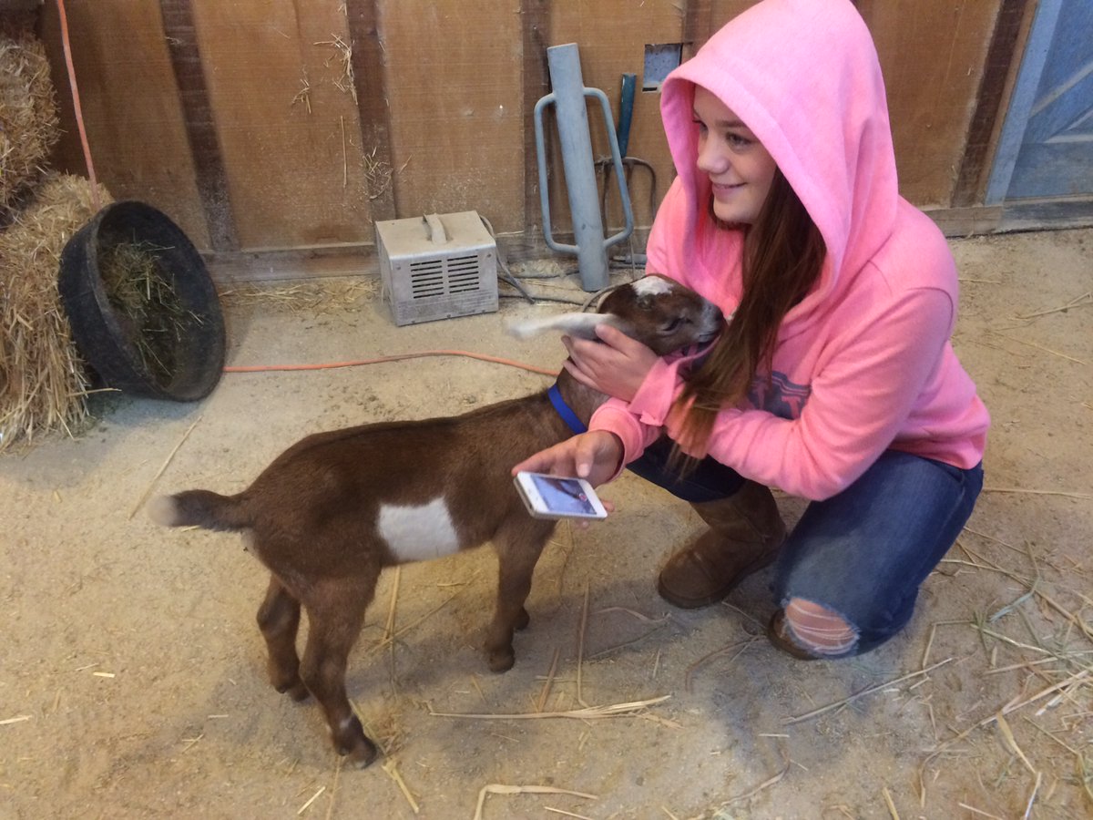 SocialGirlBrit's tweet photo. #OneGreenStep #Sweepstakes @garnierUSA Keeping a few farm animals like goats and lambs are an easy way to mow your lawn, and no emissions! https://t.co/QRsV5Hqg4E