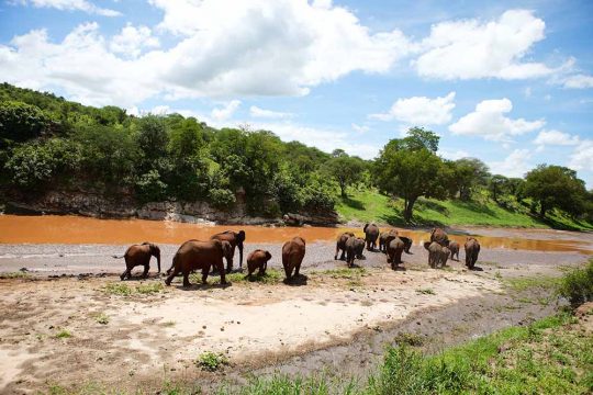 NatureinSpirit3's tweet photo. There is something very special about Tarangire National Park, its elephant population, medieval Baobab trees, diversity of wildlife, awe-inspiring landscapes and big skies make it one of the best parks in Africa.
#tanzania #safari #tarangire #africa #adventure  #travel #wildlife https://t.co/E9P4XO1rLO