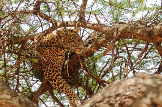 NatureinSpirit3's tweet photo. There is something very special about Tarangire National Park, its elephant population, medieval Baobab trees, diversity of wildlife, awe-inspiring landscapes and big skies make it one of the best parks in Africa.
#tanzania #safari #tarangire #africa #adventure  #travel #wildlife https://t.co/E9P4XO1rLO