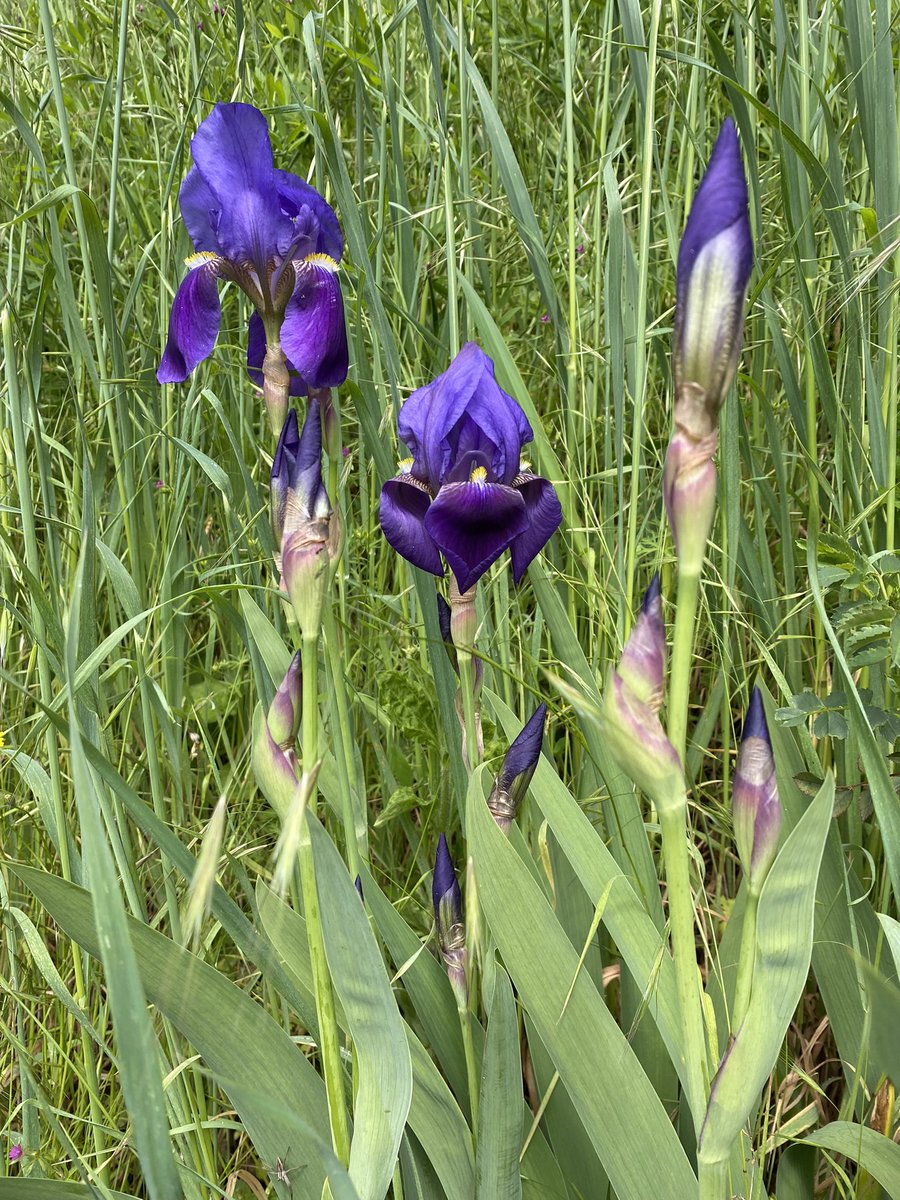 rossellaronconi's tweet photo. … alzo gli occhi e mi accorgo che spuntano tra l’erba gli #iris (conosciuti anche come #giaggioli) un fiore delicato nella forma ma forte nel profumo, nel colore e nella bellezza…

#BuongiornoATutti
#goodmorning https://t.co/Dcl1uCbIhV