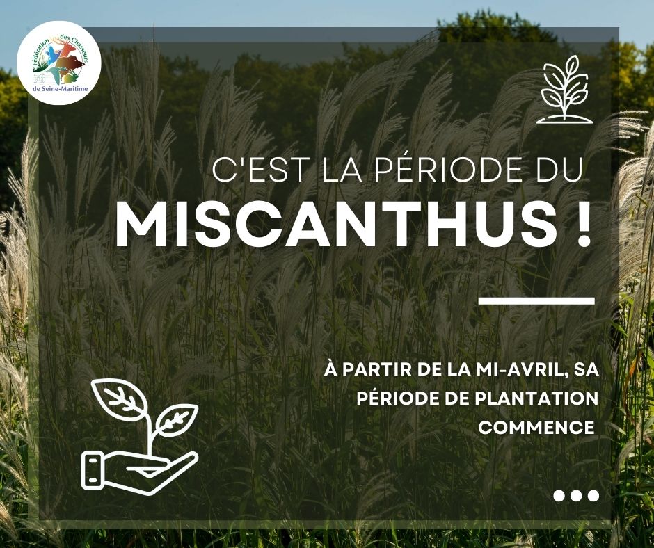 Le Miscanthus🌾

Offrant de nombreux avantages pour la faune sauvage, elle ne nécessite aucun entretien. Par exemple, elle attire une importante quantité d’insectes, source de nourriture pour les perdrix et faisans pendant les périodes d’éclosion. 🐣

<a href="/Agri_Normandie/">ChambreAgriNormandie</a> <a href="/Innovagri1/">Innov-Agri</a>
