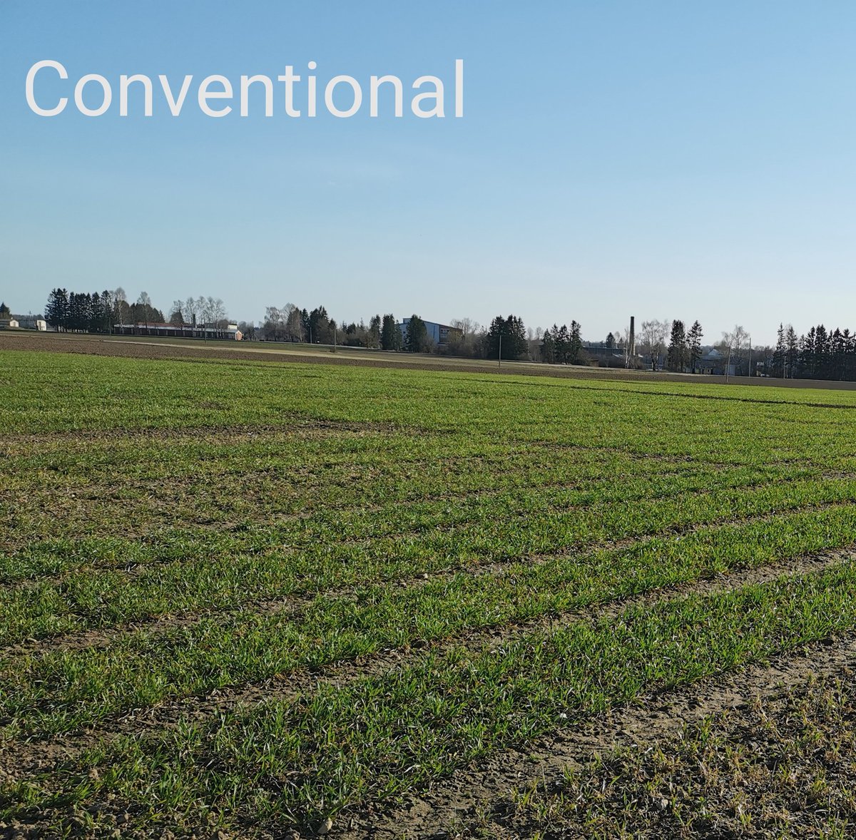 funny_deva's tweet photo. Winter wheat in organic & conventional field conditions. Organic plant breeding looks like both returning to the beginning and moving forward on a new path.
#wheat #organic #wheatplots #breeding #wheatbreeding #spring https://t.co/VFwSoYLJ2u