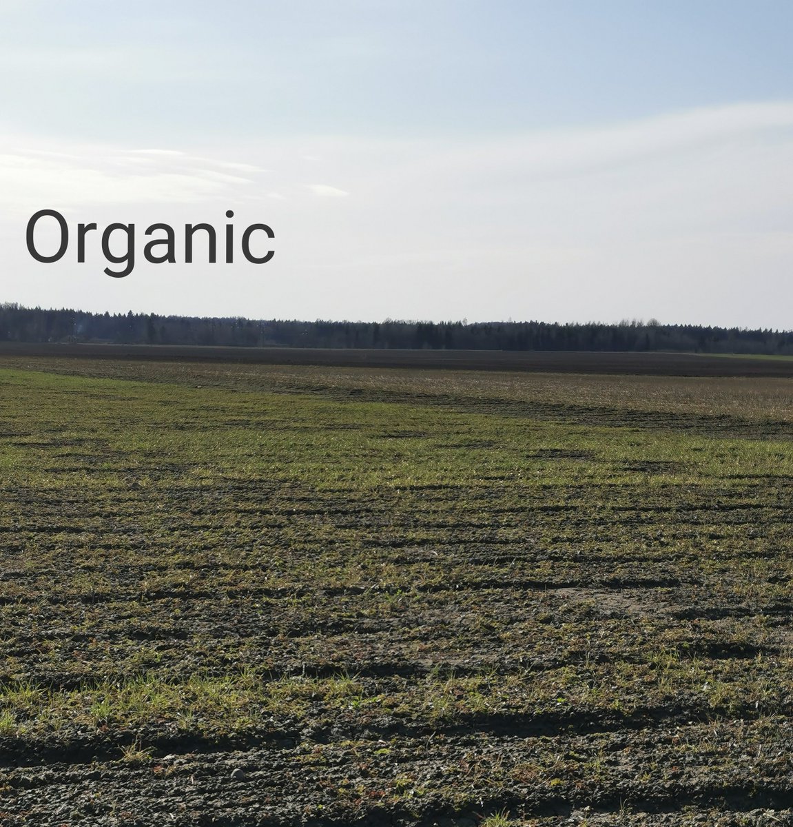 funny_deva's tweet photo. Winter wheat in organic & conventional field conditions. Organic plant breeding looks like both returning to the beginning and moving forward on a new path.
#wheat #organic #wheatplots #breeding #wheatbreeding #spring https://t.co/VFwSoYLJ2u