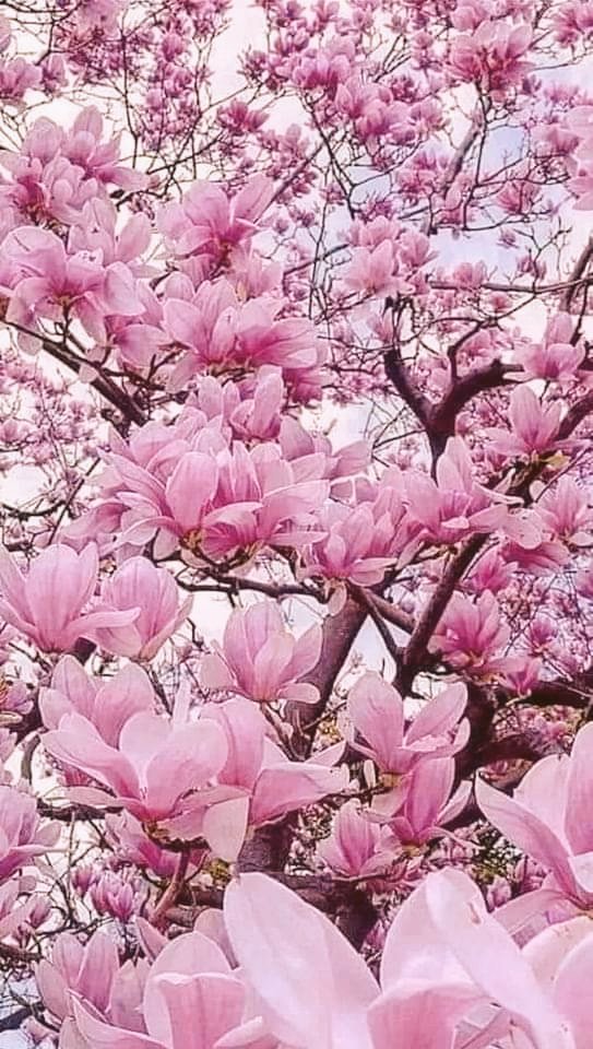 TLeoni311's tweet photo. Beautifull day for all 🩷🩷 https://t.co/ZC7Tn29SzX