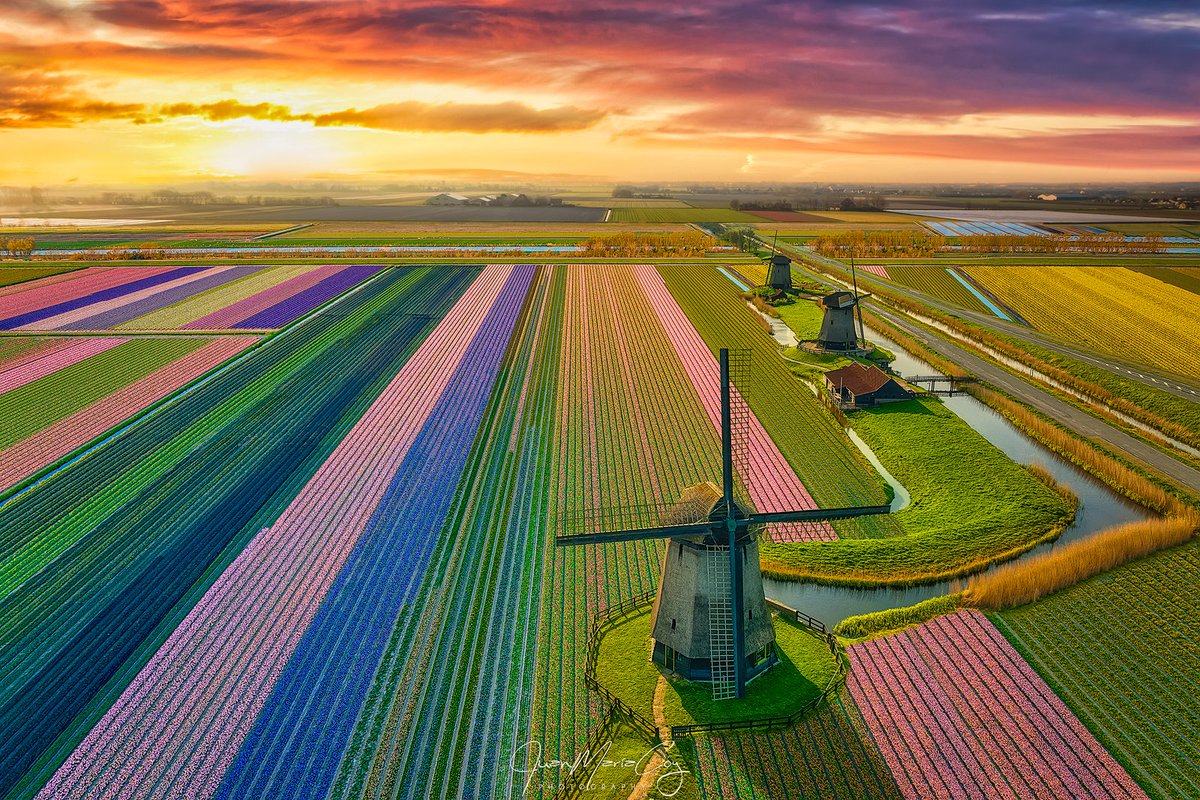 Tres reyes sobre un campo de tulipanes en flor - Países Bajos  #sunrise #Netherlands #Holland #Tulip #Flower #Windmill #tulipseason #dutch #flower #flowerpower #flowerseason #adventure #photography #spring #landscape #nature #colorful #drone #dronephotography #DJI