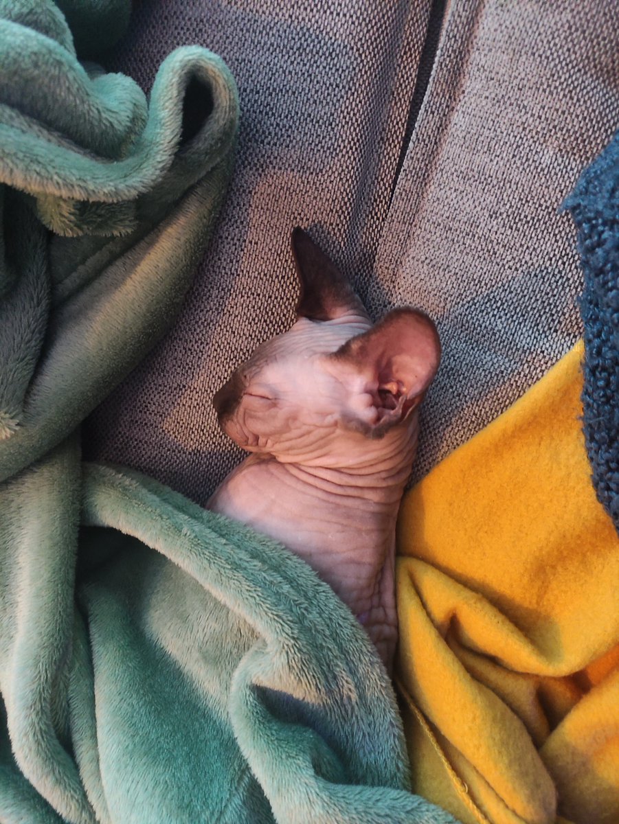 Nieuwe aanmelding: Beerus

Geslacht: Kater
Leeftijd: 7 maanden
Locatie: Hoogvliet Rotterdam, Zuid-Holland (NL)

Link: herplaatsing-huisdieren.nl/huisdier_bekij…