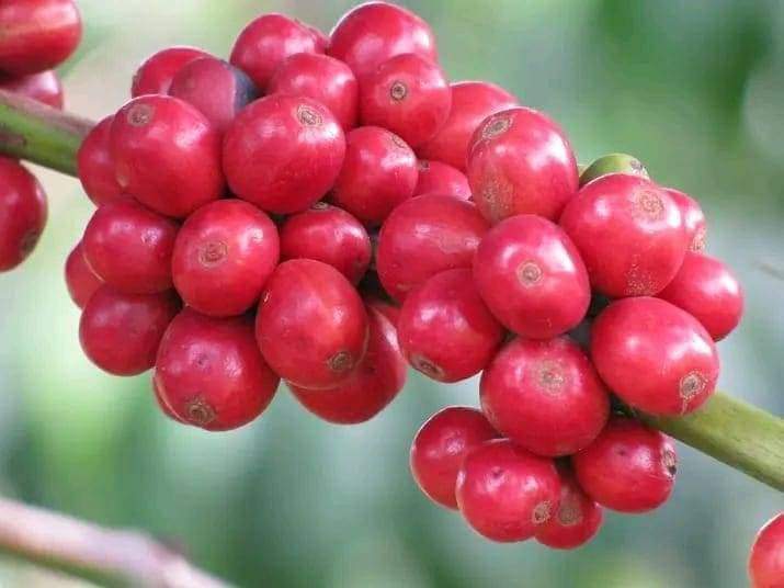 UkulimaModern's tweet photo. How many coffee varieties do you know?
And that you don't have to uproot your old coffee bushes to improve on quality, pest and disease resistance?
This is the hack; demonstrate #Topworking Grafting.
For further info click this link.
https://t.co/o9l5HCIGHe https://t.co/TnVuU1spn6