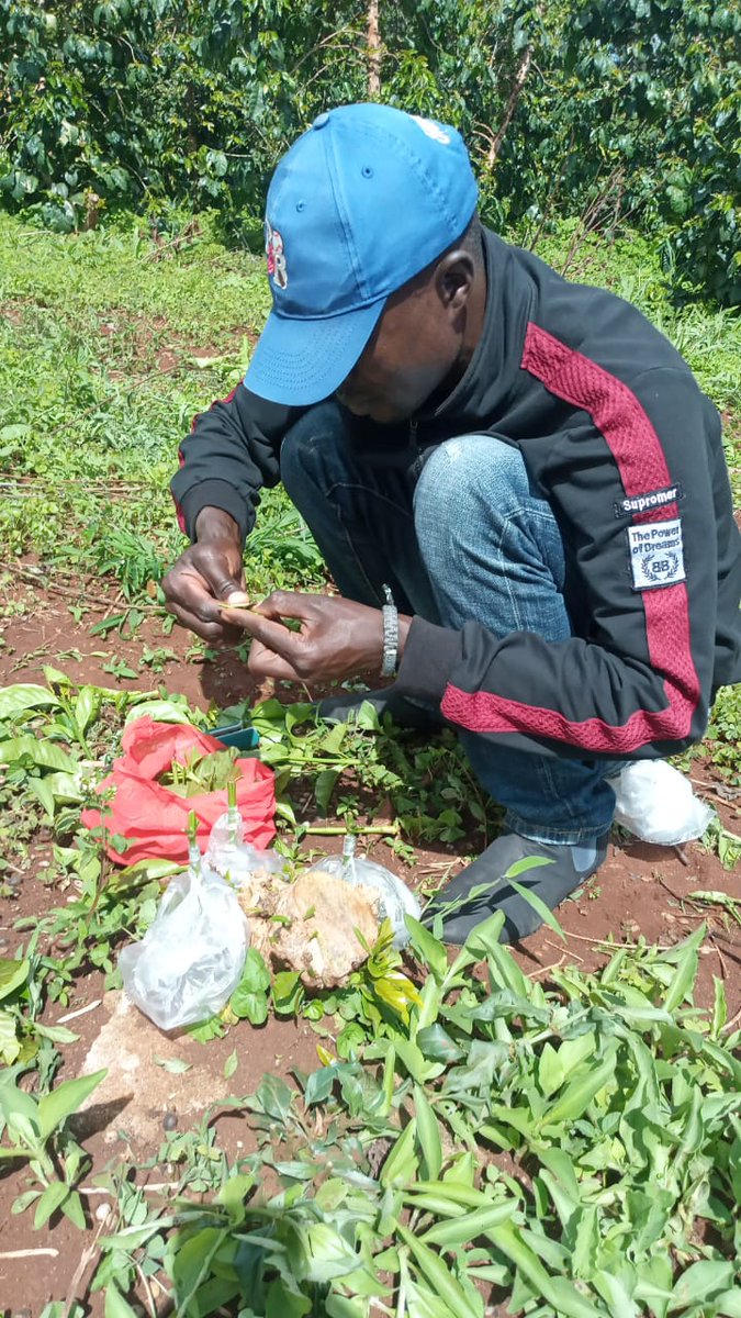 UkulimaModern's tweet photo. How many coffee varieties do you know?
And that you don't have to uproot your old coffee bushes to improve on quality, pest and disease resistance?
This is the hack; demonstrate #Topworking Grafting.
For further info click this link.
https://t.co/o9l5HCIGHe https://t.co/TnVuU1spn6