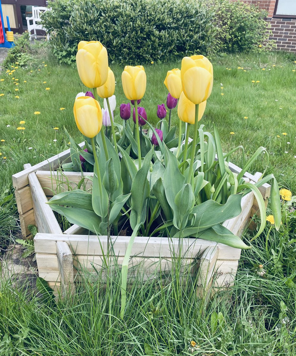 Here at #StewartHouse the patients planted spring bulbs last year and look at them ! They have certainty added some colour into the Patient garden 😊 exciting times are coming, as always watch this space 👀🌷🌸🌺🌼
