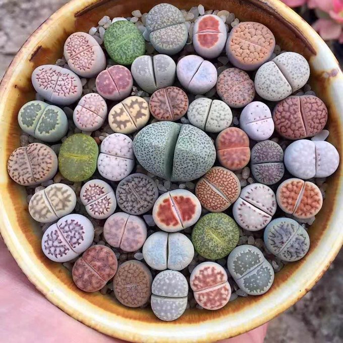 Rainmaker1973's tweet photo. Lithops are Namibian and South African plants that have evolved to look like stones 

[read more: https://t.co/fDUNDctFgc] https://t.co/RL2B2dqs3x