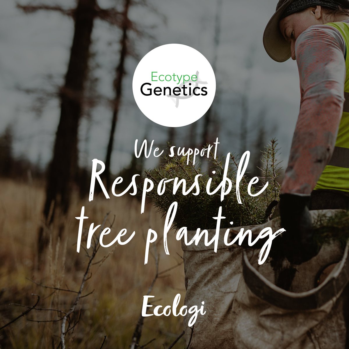 Survey season must be underway - we have samples coming in thick and fast! This year we have partnered up with @Ecologi_hq to fund the responsible planting of one tree for every 𝘀𝗮𝗺𝗽𝗹𝗲 that is sent to us via the order form on our website😊🌲🌳🦇🐭 bit.ly/3UPNrbr