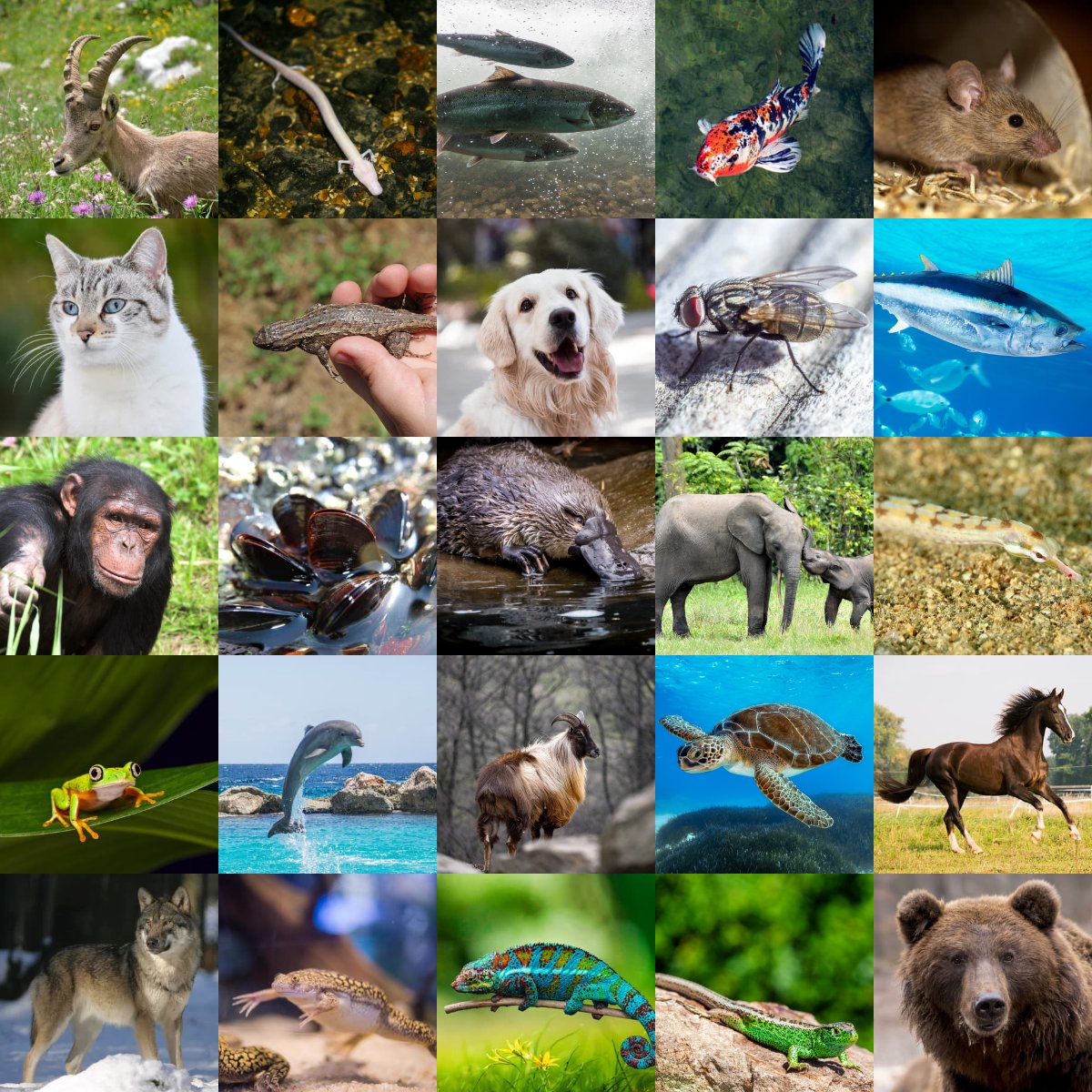 isohelix's tweet photo. Isohelix is proud to have its products contribute to vital animal research across the globe. 

Find out which animals have already been studied using Isohelix here: https://t.co/ICZxrqw8hK

#Isohelix #animals #Genomics #DNA #LifeSciences #Research #Diagnostic #Wildlife https://t.co/HjIux8dN4P
