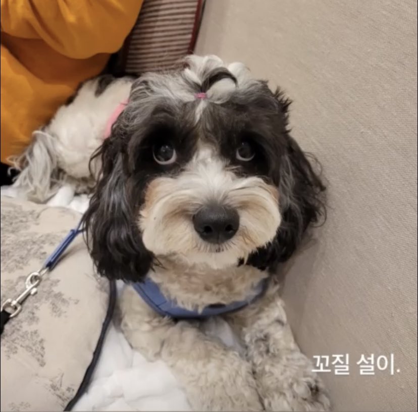 꼬질 설이.
귀여워ㅠㅠㅠㅠㅠㅠ