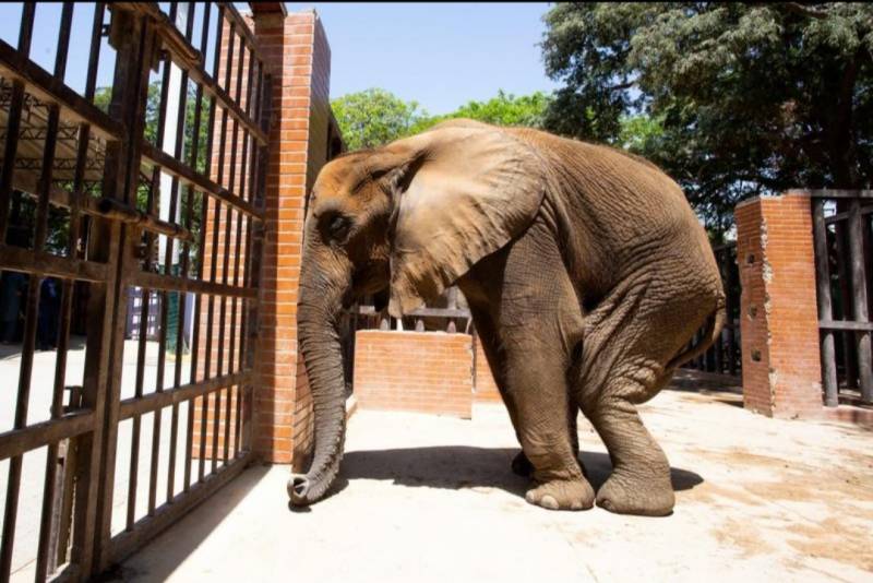 stae_elephants's tweet photo. Karachi’s zoo in Pakistan is one of the worst on the planet. Animals are starved and neglected with no veterinary help provided. Please sign this petition to close down this hell on earth.
https://t.co/zhgqXLXmRY
@StephSpyro  @LizJonesGoddess  @topsy_tee https://t.co/kUOk8TBjpY