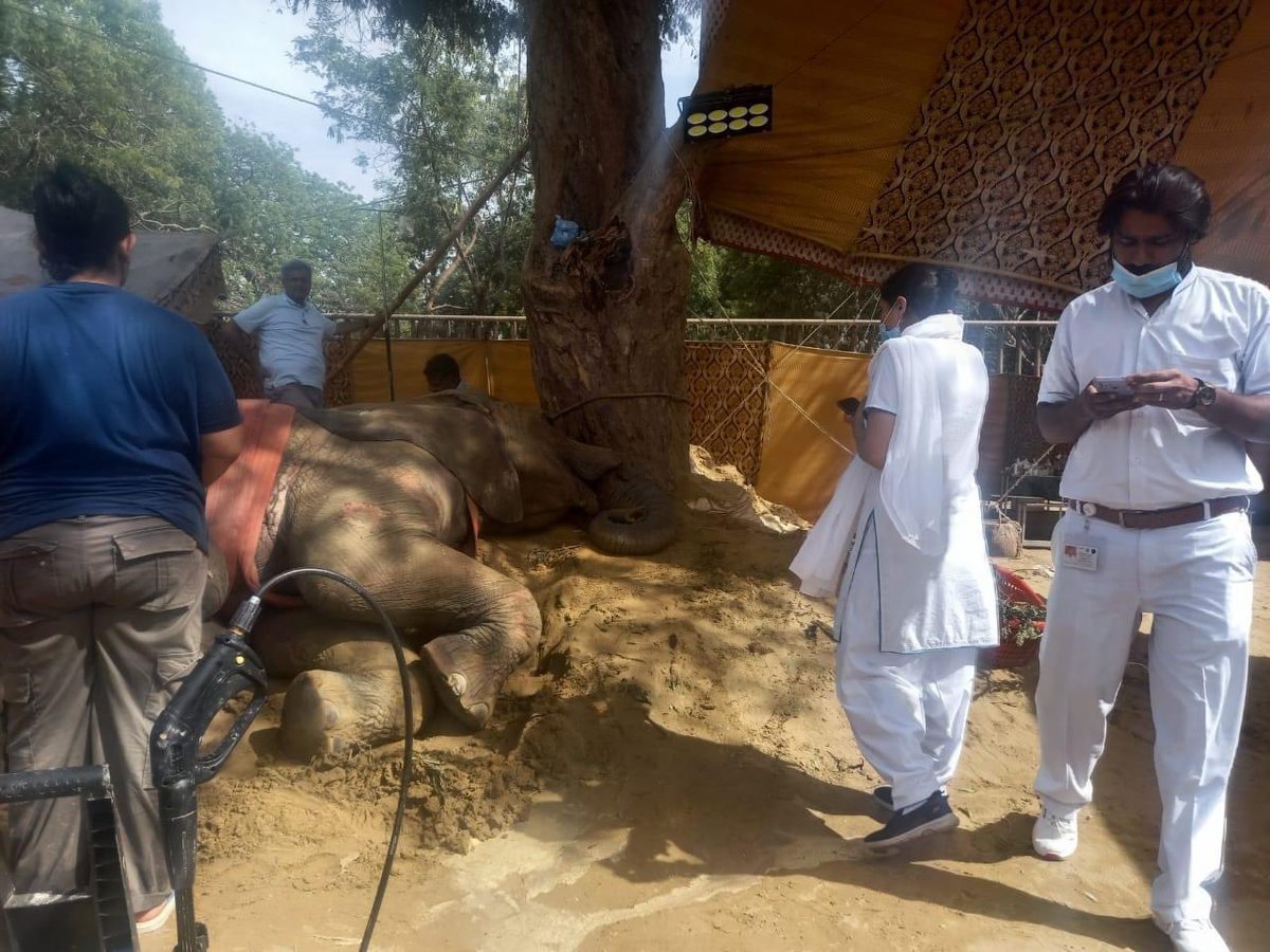 Update: 19th April 2023
#noorjehan

Specialist trained nurses from AKUH treating  #NoorJehan for her bedsores and cuts. 

They are now lining the straps and harnesses  with heaps of soft cotton. 
FOUR PAWS team to arrive most likely on Saturday
#sanctuarylife