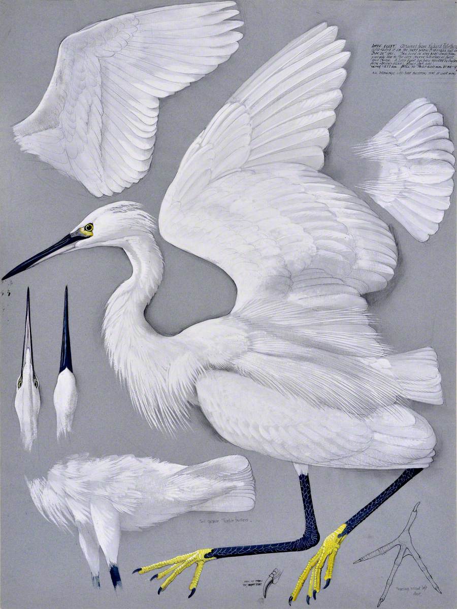 artukdotorg's tweet image. Where are the sea slugs? @ImageoftheZebra explores Britain's #WildIsles and the relationship between natural history and art ✨ artuk.org/discover/stori…

'Crëyr Bach / Little Egret' by Charles Frederick Tunnicliffe (1901–1979) © estate of C. F. Tunnicliffe, OBE, RA 📸 @Oriel_Mon