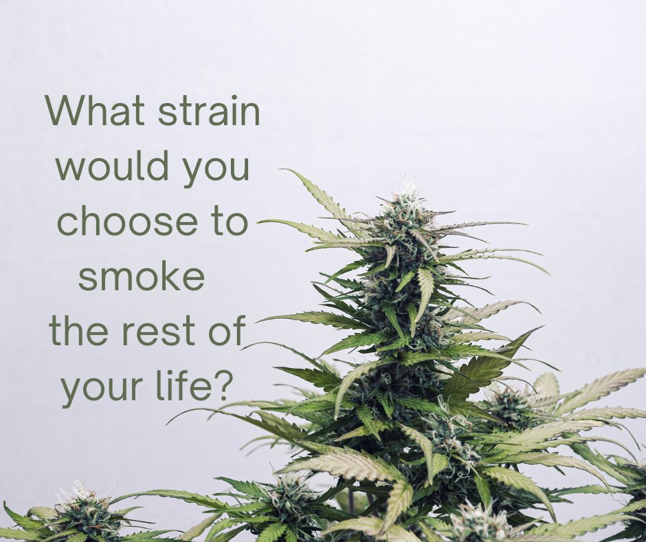 Cannabis Training University tweet media
