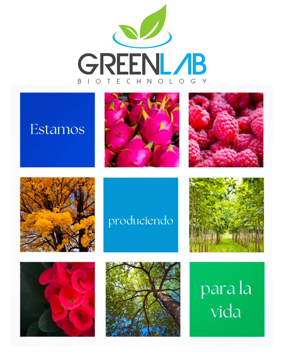 GreenLabBiotech's tweet photo. Estamos cambiando la agricultura en Panamá. Con tecnología e innovación, producimos para la vida.
Conéctate con nosotros en https://t.co/GW9DzTgoxB
#GreenLabBiotech #Reforestación #Panamá https://t.co/U5bCRjjsew