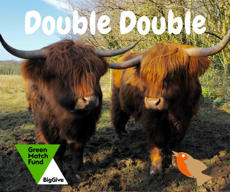 One more day to go! Tomorrow at Midday @BigGive #GreenMatchFund campaign starts for just 1 week. Help us raise £10,000 for our project DOUBLE your Donation & DOUBLE your Impact for Nature & Wildlife For a Week of Green Giving 20-27 April. Full details: shorturl.at/nJSUW