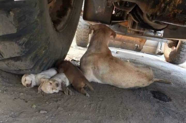 whoavinish's tweet photo. Do you always check under your car before driving it? Sometimes wild cats or dogs sleep there. https://t.co/G0T9nEOuKw